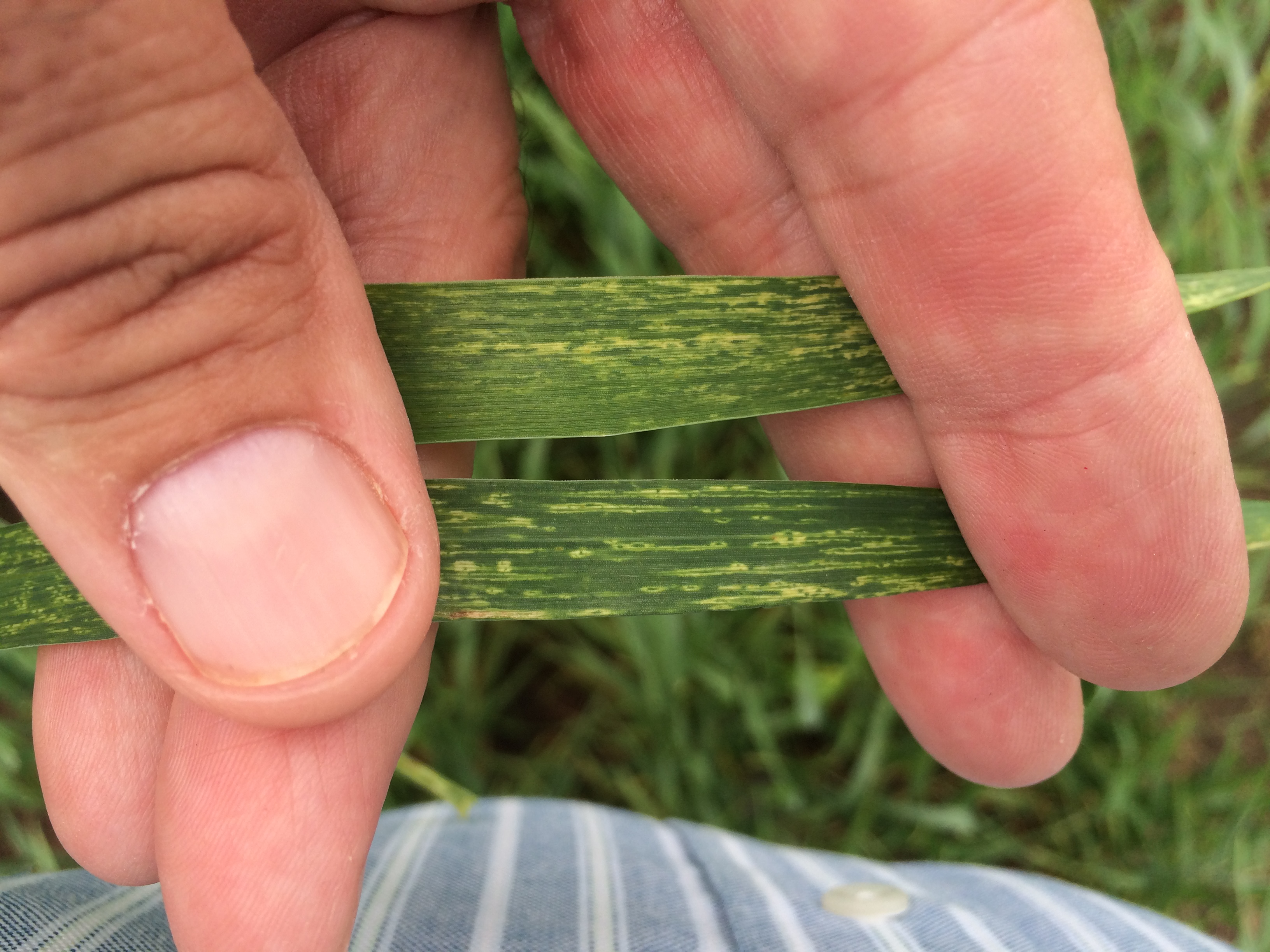 Soil-borne Wheat Mosaic Virus damage on wheat leaves. Details in text following the image.
