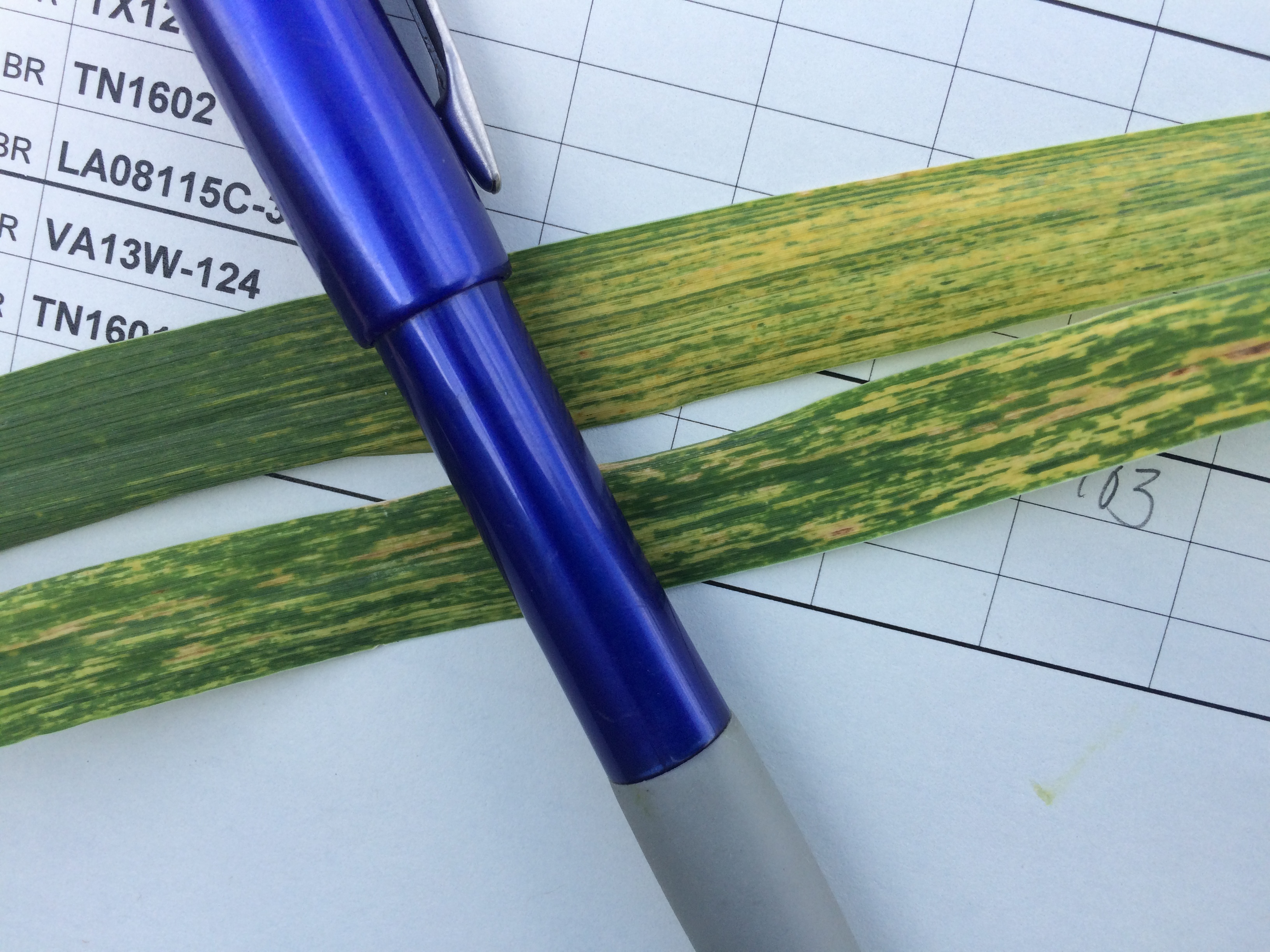 Click to view larger image. Soil-borne Wheat Mosaic Virus damage on wheat leaves. Details in text following the image.