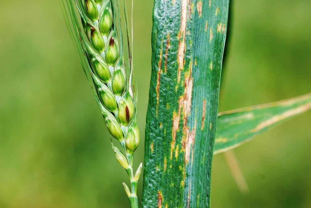 Click to view larger image. Damage by Xanthomonas on wheat plant. Details in text following the image.