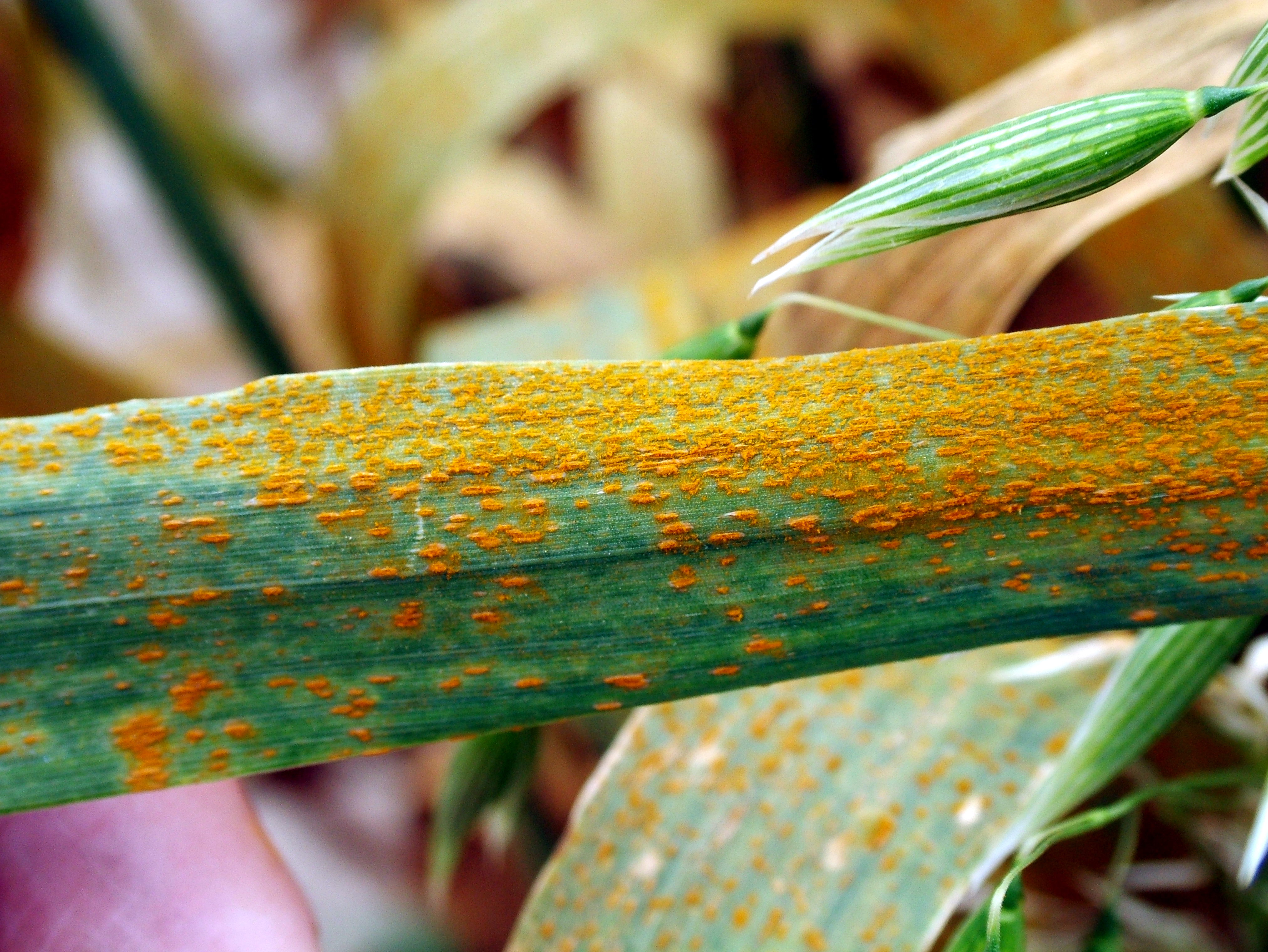 Click to view larger image. Crown rust damage on oat leaves. Details in text following the image.