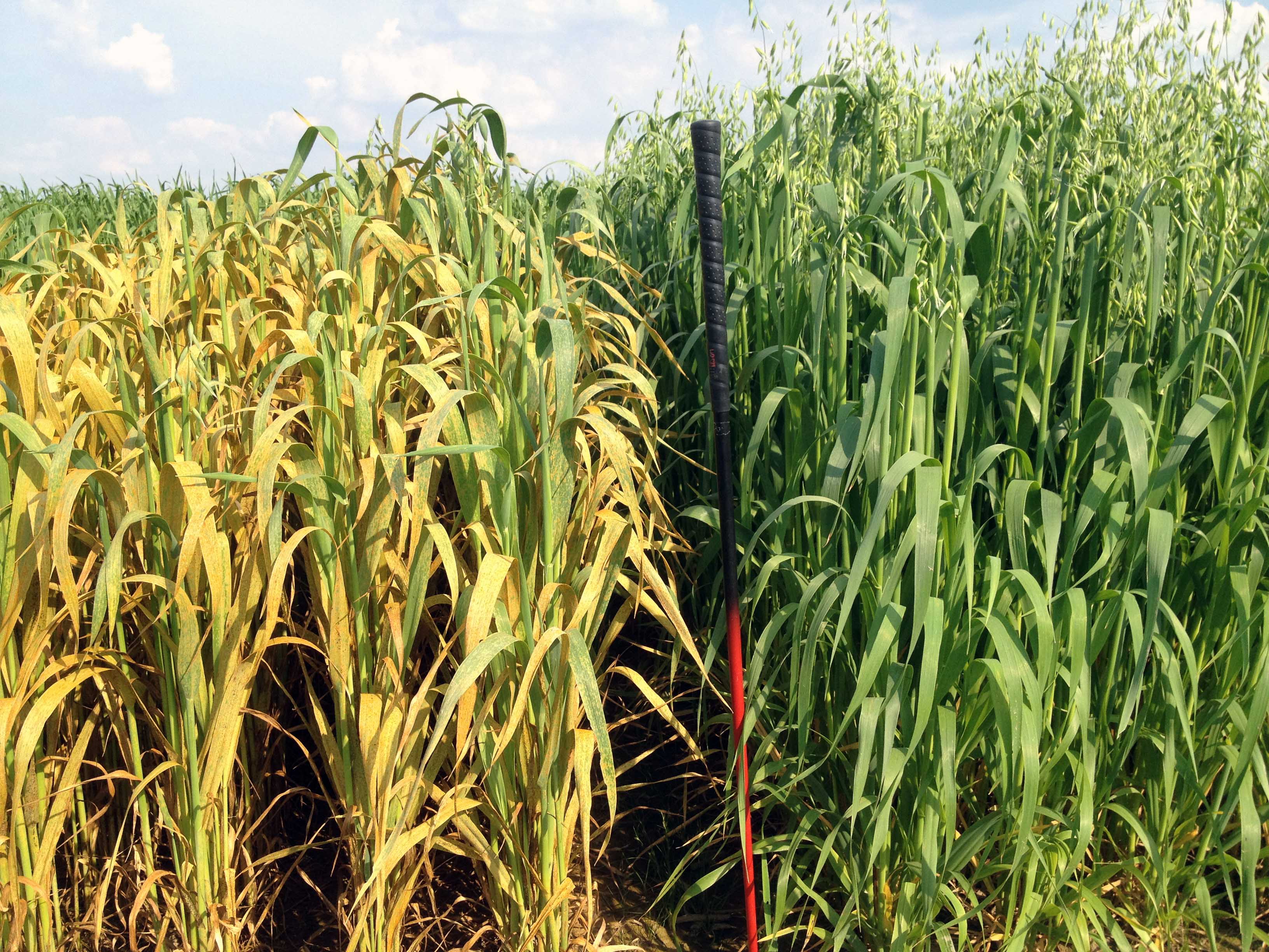 Click to view larger image. Two oat plots with contrasting amounts of crown rust damage. Details in text following the image.