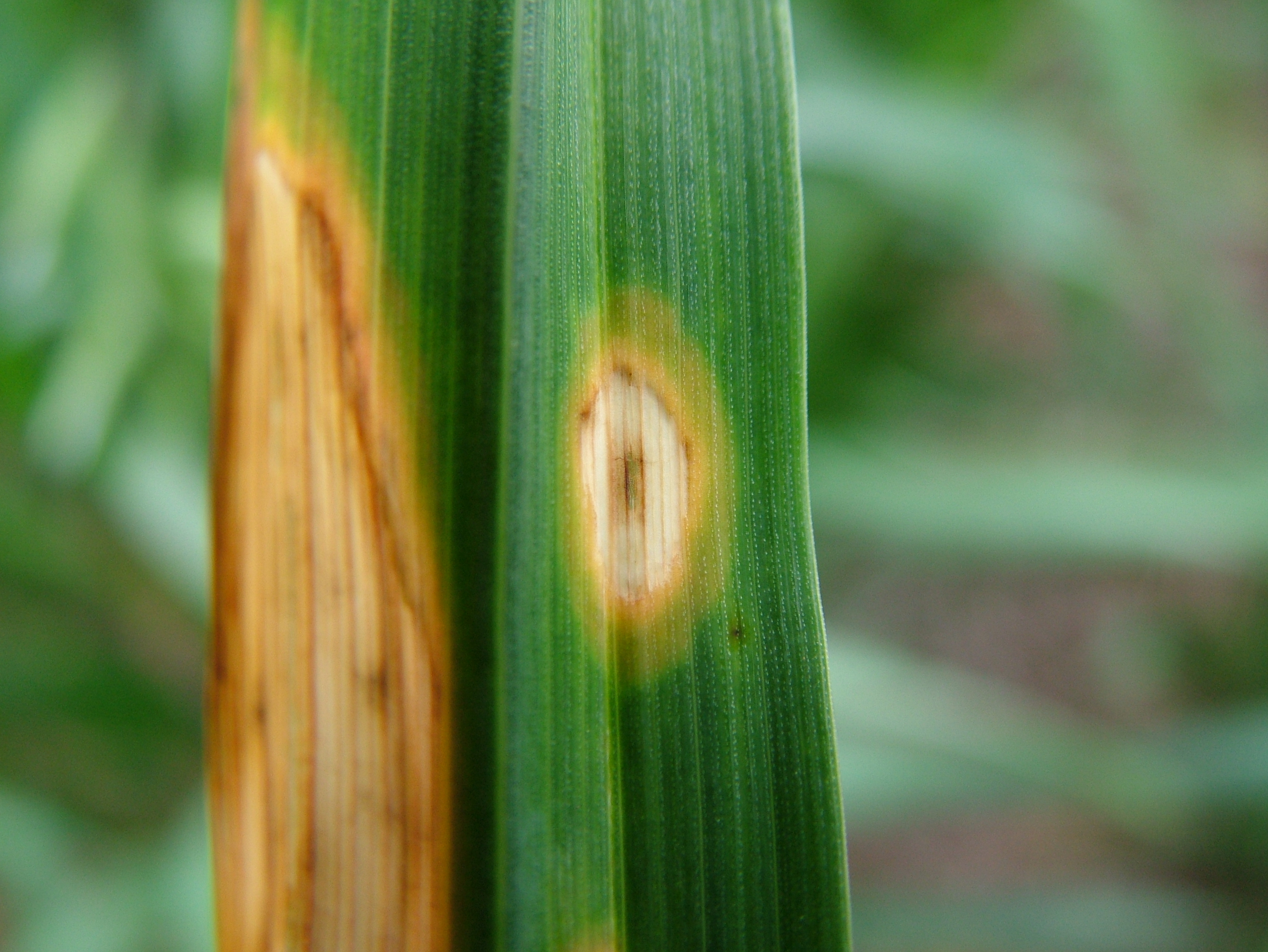 Click to view larger image. Oblong halo blight lesions on oat leaves. Details in text following the image.