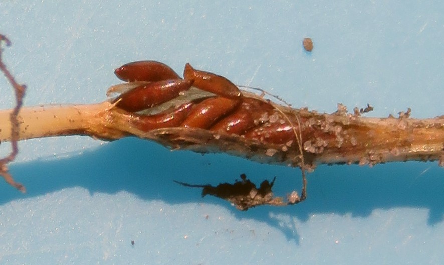 Hessian fly pupae in wheat roots. Details in text following the image.