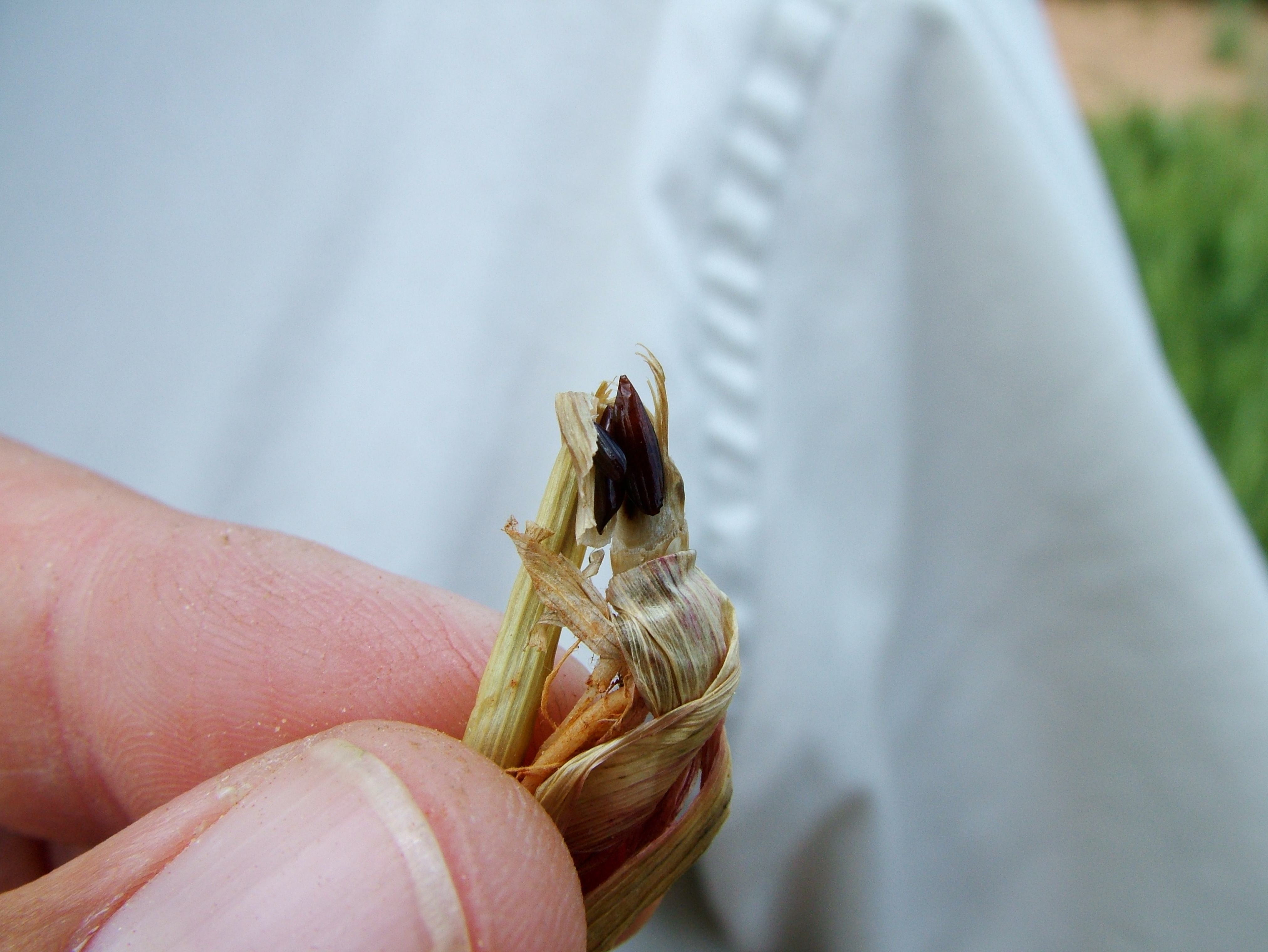 Hessian fly pupae in wheat crown. Details in text following the image.