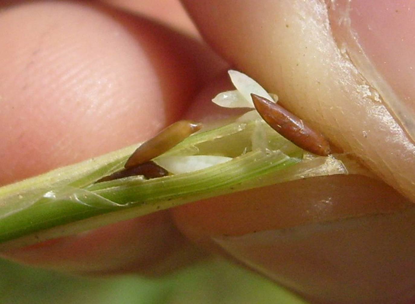 Hessian fly pupae and larvae in wheat crown. Details in text following the image.