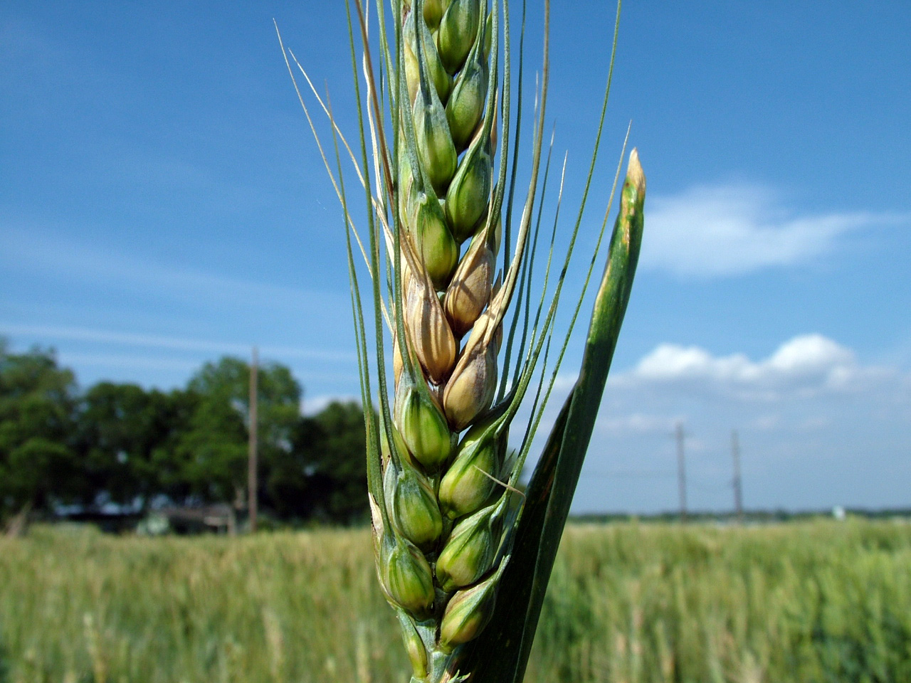 Click to view larger image. Fusarium damage on a wheat head. Details in text following the image.