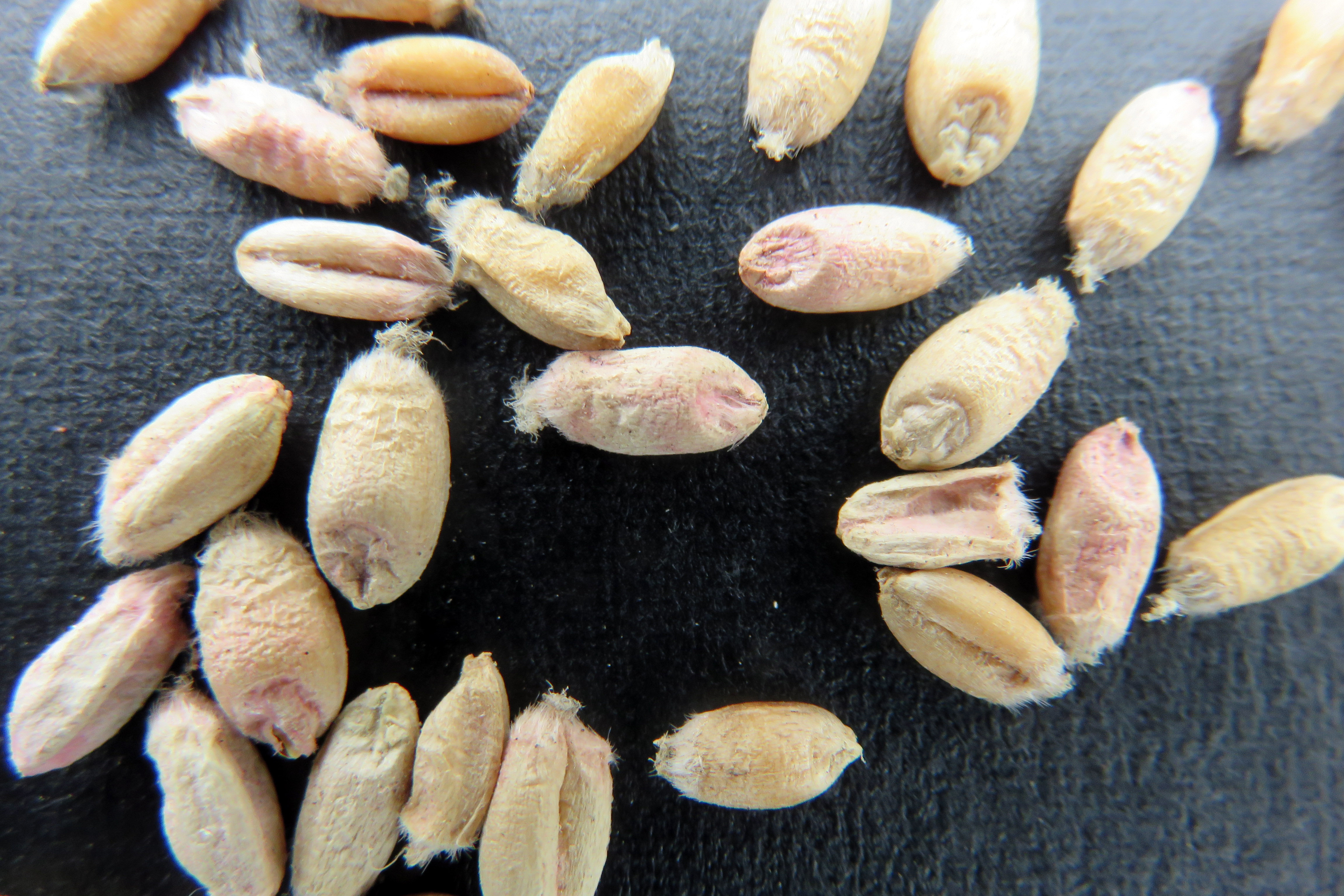 Wheat kernels discolored by Fusarium damage. Details in text following the image.