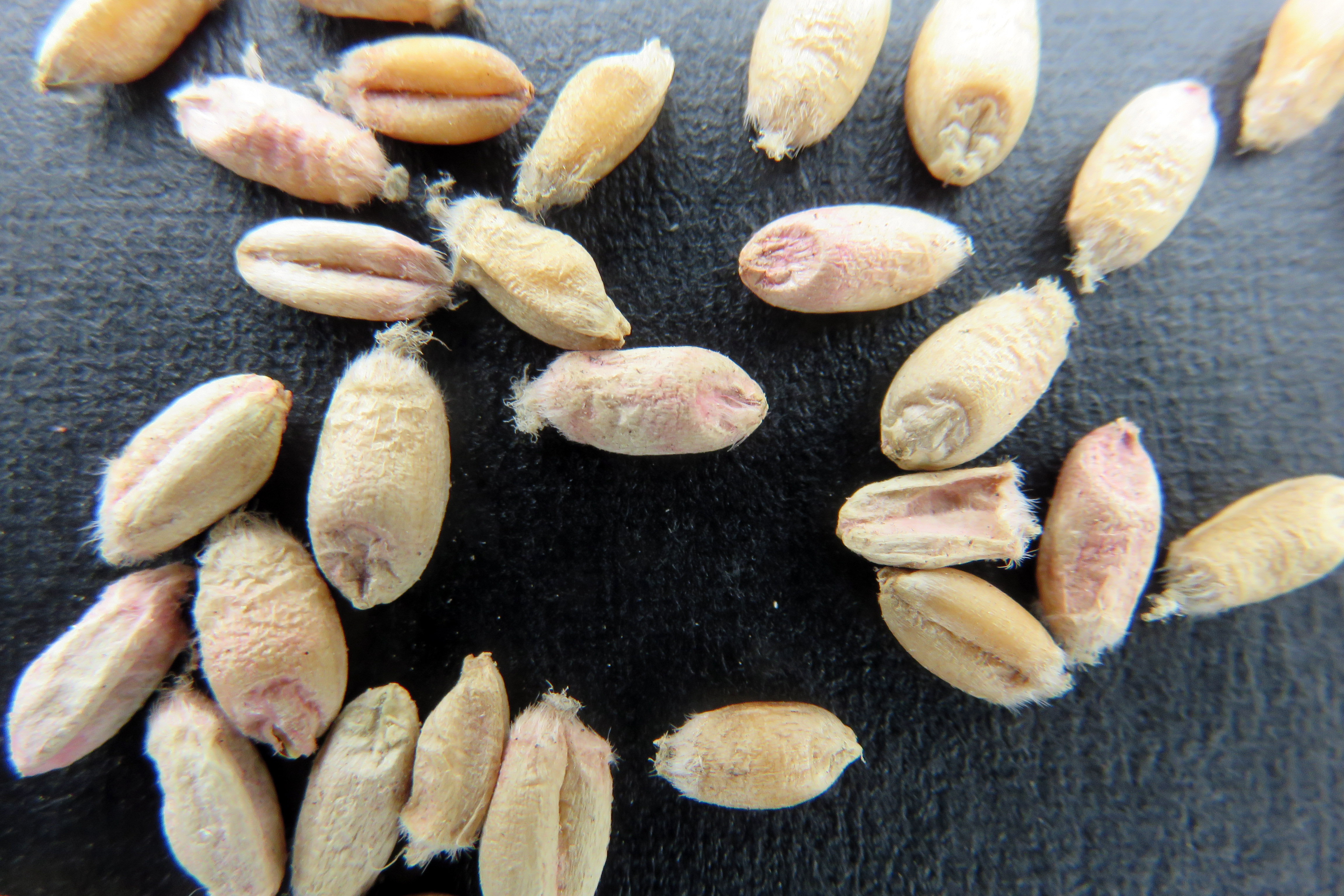 Click to view larger image. Wheat kernels discolored by Fusarium damage. Details in text following the image.