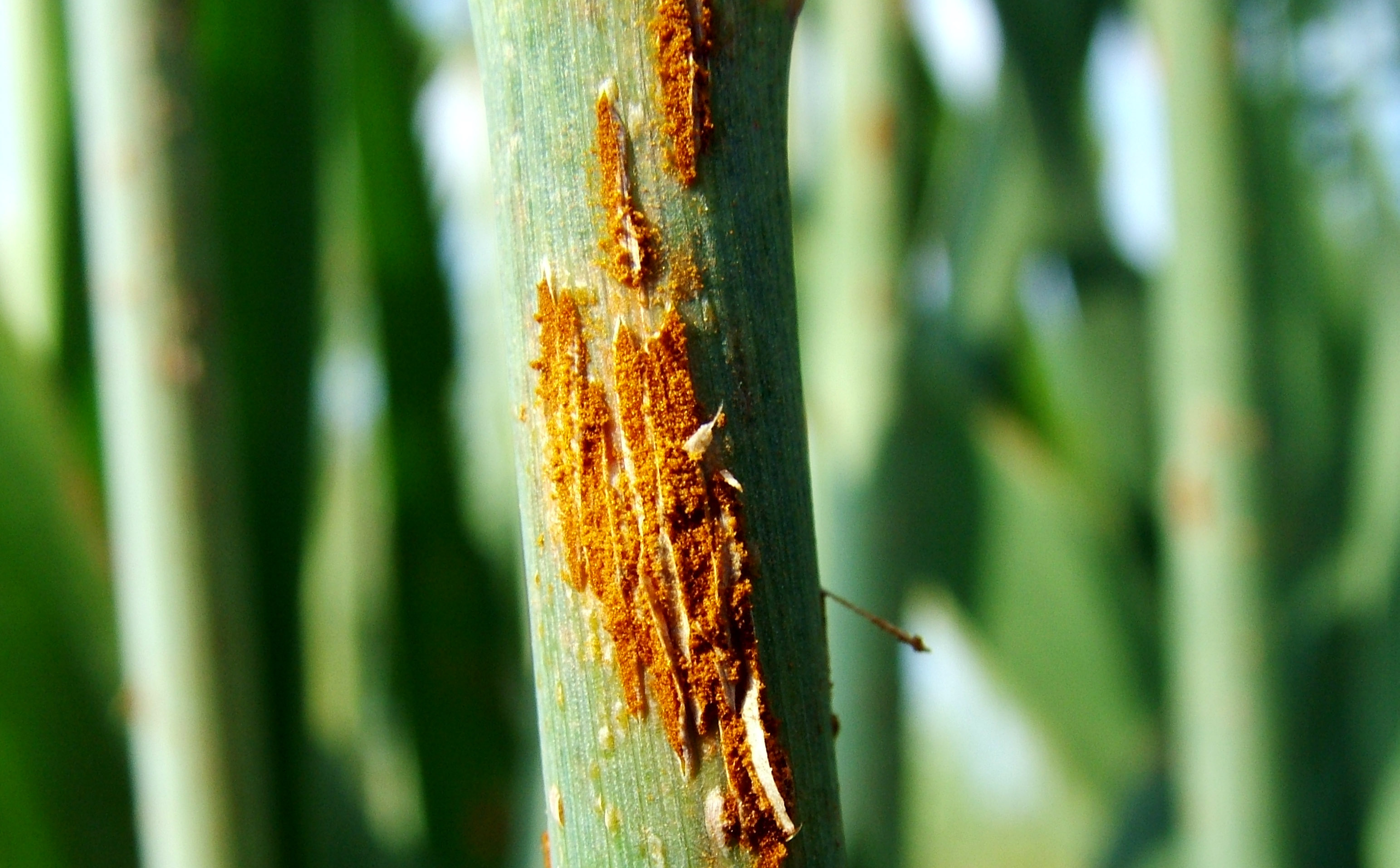Click to view larger image. Stem rust damage on oat stem. Details in text following the image.