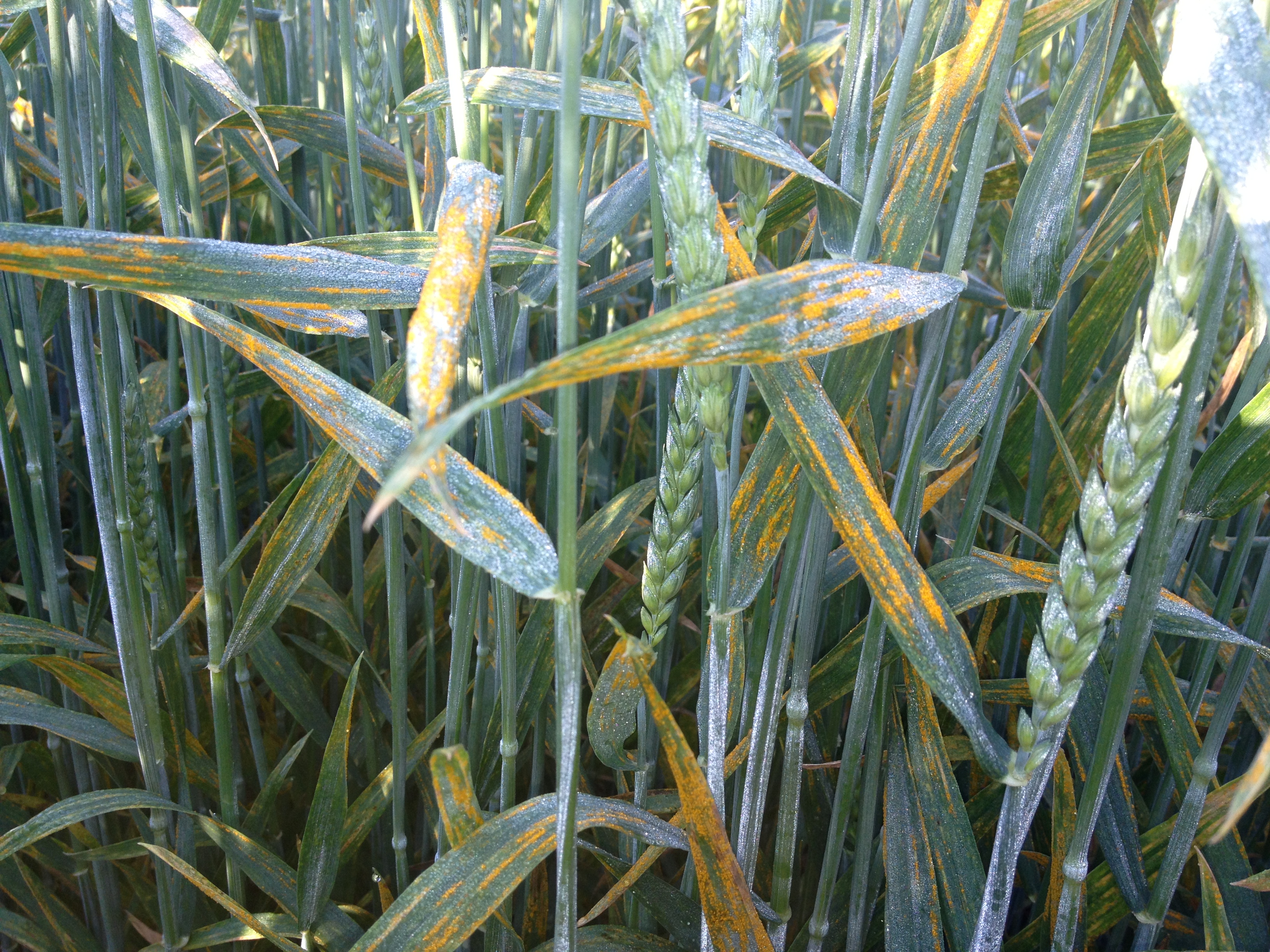 Stripe rust damage on wheat plants. Details in text following the image.