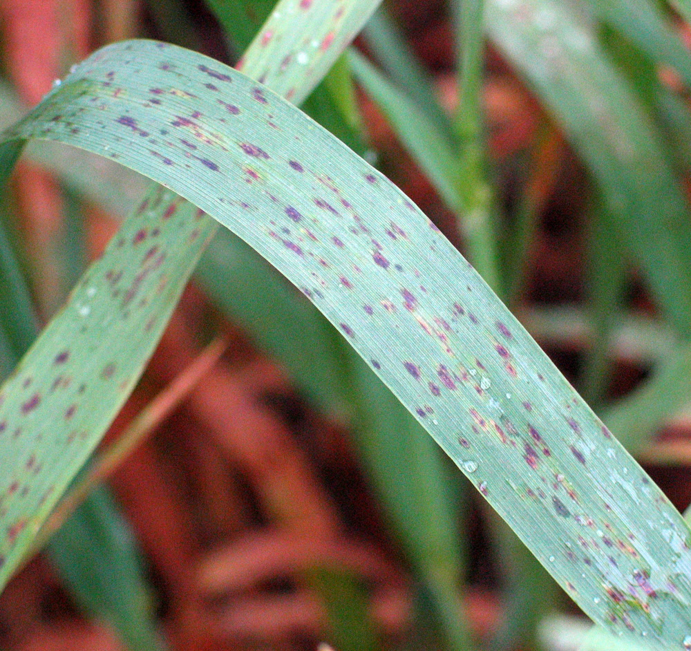 Photo of tan spot damage on oat leaves. Details in text following the image.