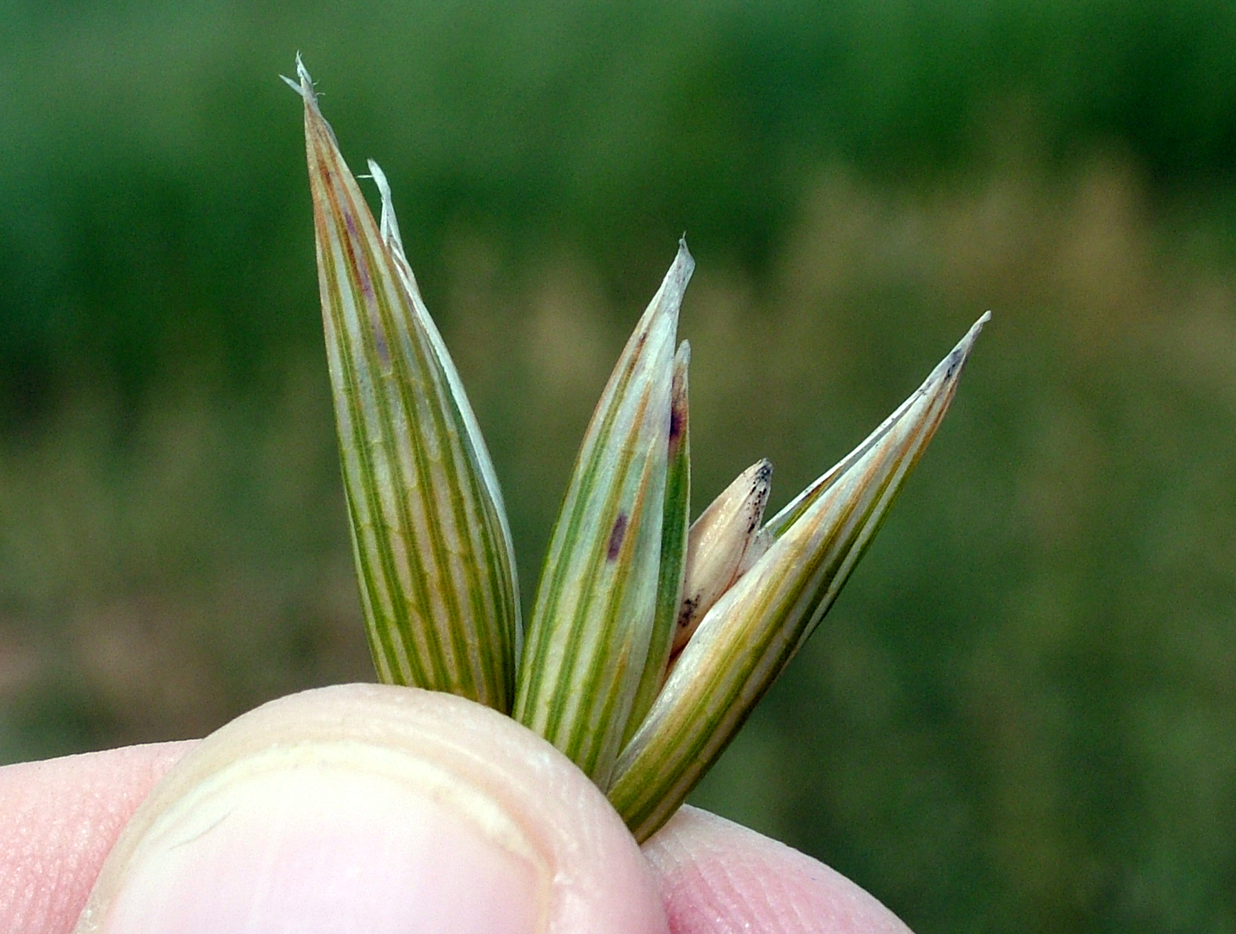 Tan spot damage on an oat spikelet. Details in text following the image.