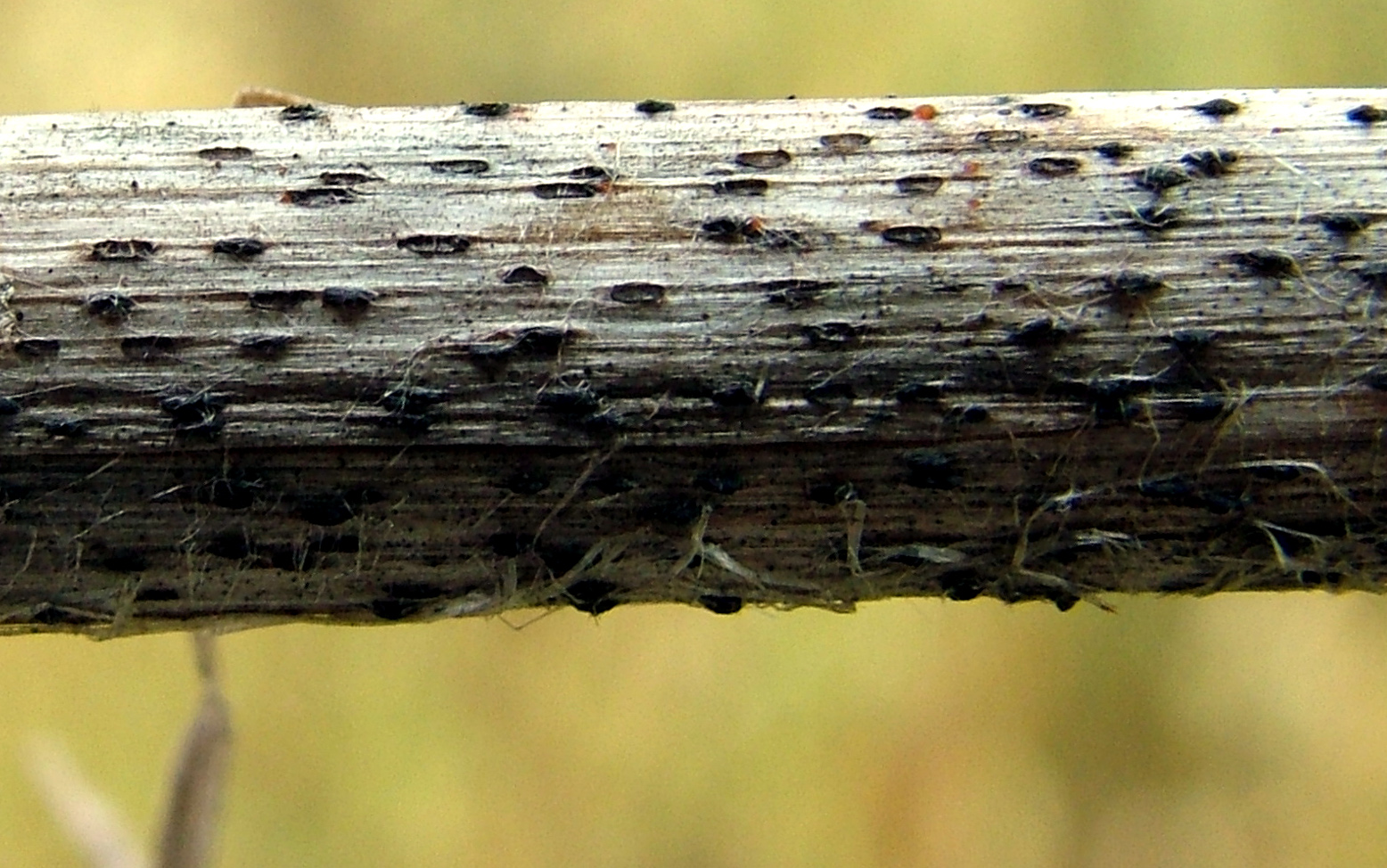 Advanced tan spot damage on an oat stem. Details in text following the image.